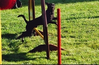 Agility Anfängerkurs 2005