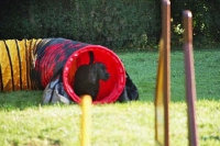 2005 CBF-Dogs