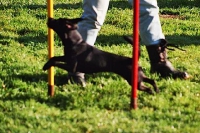 Agility Anfängerkurs 2005