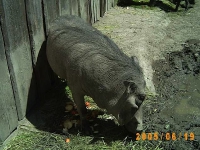 Allwetterzoo 2005