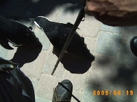 Allwetterzoo 2005