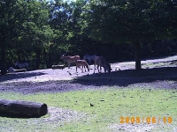Allwetterzoo 2005