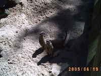Allwetterzoo 2005