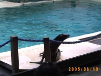 Allwetterzoo 2005