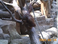 Allwetterzoo 2005