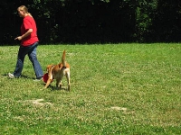 2006 CBF-Dogs