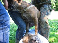2006 CBF-Dogs