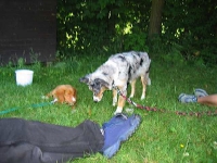 2006 CBF-Dogs