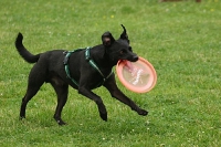 2006 CBF-Dogs