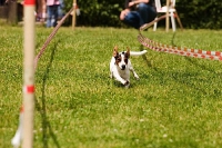 Tag des Hundes 2006