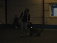 2007 CBF-Dogs