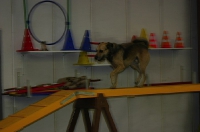 Agility Fortgeschrittene 2007
