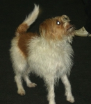 2007 CBF-Dogs