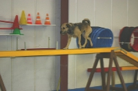 Agility Fortgeschrittene 2007