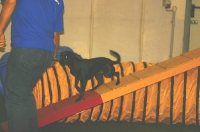 Agility Fortgeschrittene 2007