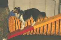 Agility Fortgeschrittene 2007