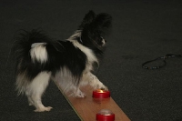 Clickerchallenge 2007