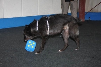 Clickerchallenge 2007