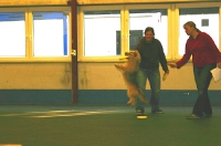 Dogfrisbee Anfänger II mit Karin Actun