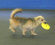 Dogfrisbee Anfänger II mit Karin Actun