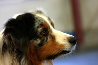 2007 CBF-Dogs