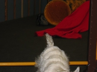 2007 CBF-Dogs