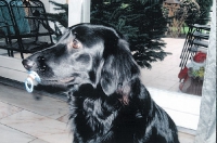 lustige Hundefotos 2007