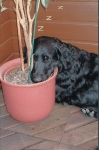 lustige Hundefotos 2007