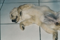lustige Hundefotos 2007