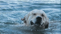 lustige Hundefotos 2007