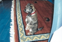 lustige Hundefotos 2007