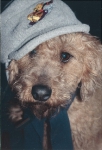 lustige Hundefotos 2007