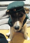 lustige Hundefotos 2007