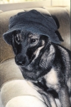 lustige Hundefotos 2007