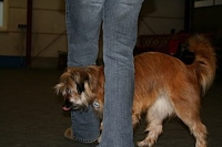 2008 CBF-Dogs