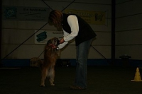 2008 CBF-Dogs