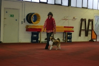 2008 CBF-Dogs