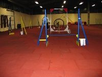 2008 CBF-Dogs