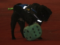 2009 CBF-Dogs