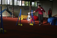 2009 CBF-Dogs