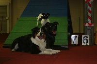 2009 CBF-Dogs