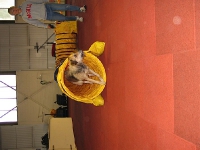 2009 CBF-Dogs