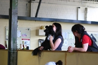 2010 CBF-Dogs