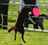 2010 CBF-Dogs