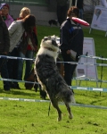 2010 CBF-Dogs