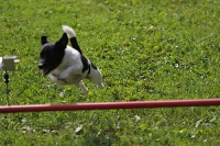 2011 CBF-Dogs