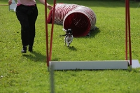 2011 CBF-Dogs