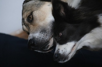 2011 CBF-Dogs