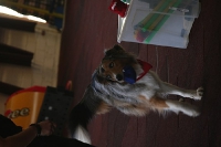 09.04.2011 Clickerchallenge