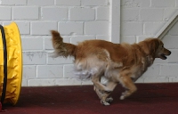 2011 CBF-Dogs